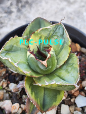 RareCacti Agave Titanota Juggernaut 