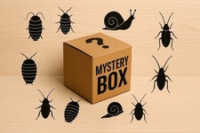 Live Bug Mystery Box  picture