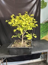 Eight Year-Old Ginkgo Pre-Bonsai Seed Grown picture
