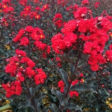 EBONY FIRE~~Crepe Crape Myrtle Starter Lagerstroemia Well Rooted 