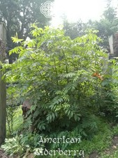 American Elderberry Plant (Sambucus canadensis) American Elder - Multiple Sizes picture