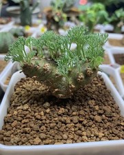 3PCS RareSucculent Plant Sarcocaulon peniculinum wholesale 1.3-1.6CM picture