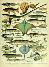 Vintage Fish Chart Poster Antique Fish Species Illustration Wall Art Print picture