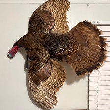 Beautiful west virginia full flying turkey mount great for man cave or cabin.  picture