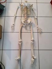 Life Size Human Anatomy Skeleton Medical Model W/spine Nerves.no Head picture