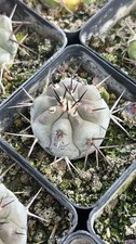RareSucculent plants Copiapoa cinerea cactus selfroot  2.5-3.5CM random picture