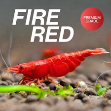 20+ Fire Red Neocaridina Shrimp – Live Guarantee –  – USA Seller picture