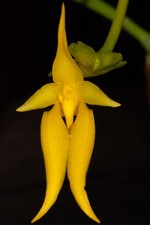 Bulbophyllum carunculatum var. flava, rare color form picture
