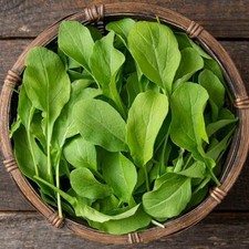Astro Arugula Seeds | Heirloom / Non-GMO |  | Seed Store | 1176 picture