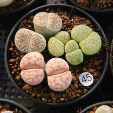 6PCS 2.5-3CM Succulent Plant Lithops N.E.Br（Mixed Colors）Aizoaceae Home Garden picture
