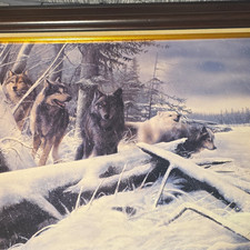 Kevin Daniel Wolf Pack Winter Framed Print 18x24 Wildlife Wall Art picture
