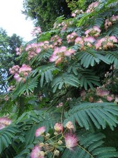 (3) Pink Mimosa Tree Sapling Live Plant Bare Root All Natural 4
