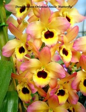 SUMMER SALE - NOBILE DENDROBIUM ORCHID Oriental Smile 'Butterfly' BS plt 4
