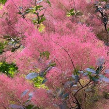 Royal Purple Smoke Bush Live Potted Plant Garden Landscape picture