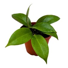 BubbleBlooms Hoya Cutis Porcelana 4 inch picture