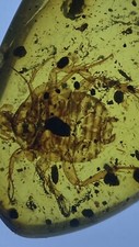 Huge Perfect Roach Cockroach 🪳, Pristine Fossil In Genuine burmite Amber, 98myo picture