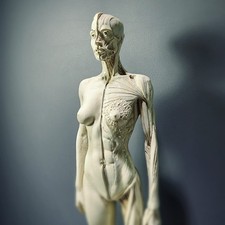 Anatomical Female Medical Model with Muscles, Semi-Gloss Ivory picture