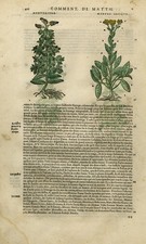 Antique Print-Botany-Mint-Mattioli-p. 410-Anonymous-1572 picture