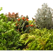 Live Fairy Garden Moss Assortment for Terrarium Vivarium 6x9 Ziplock GreenFresh picture