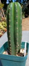 Cactus Cereus Echinopsis Named Premium Rooted Hybrid Yearling picture