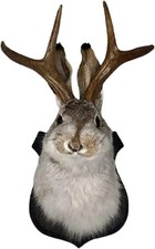 Jackalope Mount, Jackalope Taxidermy, Animal Head Wall Decor, Deer Head Wall Mou picture