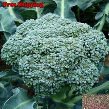 Broccoli Seeds | Waltham 29 Broccoli Seeds | NON-GMO picture
