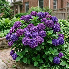 50 Purple Hydrangea Seeds for Planting - Variety for Home Gardening picture