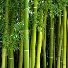 Giant Green Bamboo Seeds for Planting - 100 Bamboo Seeds Fast Growing picture