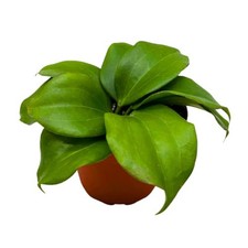 BubbleBlooms Hoya Quinquenervia 4 inch picture