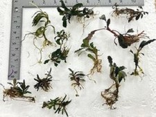 Bucephalandra (buce) 15 + assorted Rhizomes Unlabeled picture