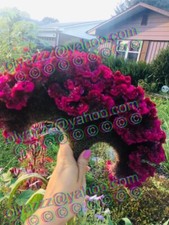 1000+ GIANT COCKSCOMB CELOSIA SEEDS. fresh seeds Approx. picture