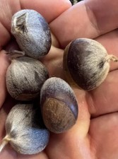 100% American Chestnut. 2025 harvest. Verified By The ACF.  5 Per Order picture