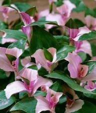 6 Cuttings Variegated Tradescantia Blushing Bride Wandering Jew Houseplant Rare picture