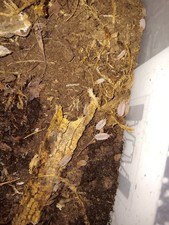30 ct. Porcellionides pruinosus 