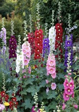 8 Hollyhock Plants - Bare Root picture