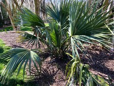 Sabal tamaulipensis (Tamaulipas) Seeds Almost NEVER Offered Cold Hardy picture
