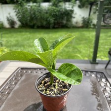 Buddhas Hand Fingered Citron Tree Live Citrus Plant - 4 1/2” Pot picture