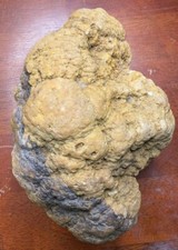 Huge Morphed Fossilized Indiana Brachiopod Geode Agate Whole 8.25 Lbs 19,140 CTs picture