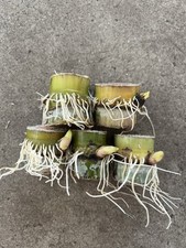 5 Cuttings Green Yellow Sugarcane Sweet Juicy Ready To Plant picture