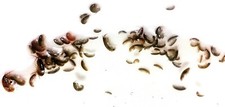 1 PORTION OVER 100+ PODS AMPHIPODS COPEPODS SALTWATER REEF SAFE LIVE FISH FOOD picture