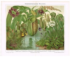 CARNIVOROUS PLANTS Antique Print 1890 Nepenthes Drosera Sundews Venus Flytrap picture