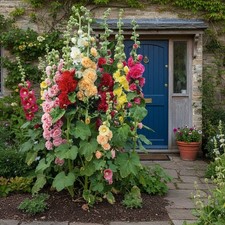 Mixed Double Hollyhock Seeds 100 Count – Colorful Cottage Garden Flowers picture