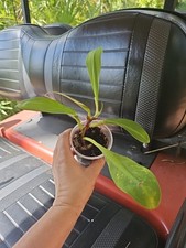 PHILODENDRON CRASSINERVIUM PLANT Crawler 3