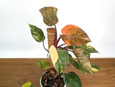 Philodendron Orange Princess Marble  - 4 inch and 6 inch Pots picture