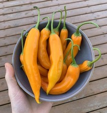 Aji Amarillo Chili Pepper Seeds (20) / Florida Grown / Super Rare / Mild picture