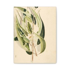 Solon H. Borglum, born Ogden, UT - Plant Study - n.d. - Canvas Wall Art picture
