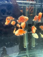 Chili Red Oscar 1.5-2 Inch Live Freshwater Cichlid Aquarium Fish Rare XL picture