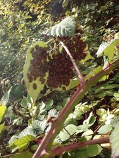 3000 Live Ladybugs for Garden (2 X 1500) - Good Bugs - Guaranteed Live Delivery picture