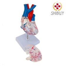 1pc Transparent Heart Model PVC Anatomical Models picture