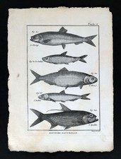1789 Bonnaterre Fish Print - Herring - Sardine - Alose Shad - Anchovy - Apalike picture